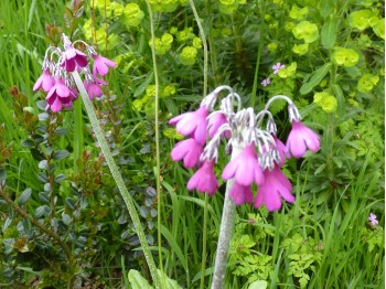 Primula secundiflora