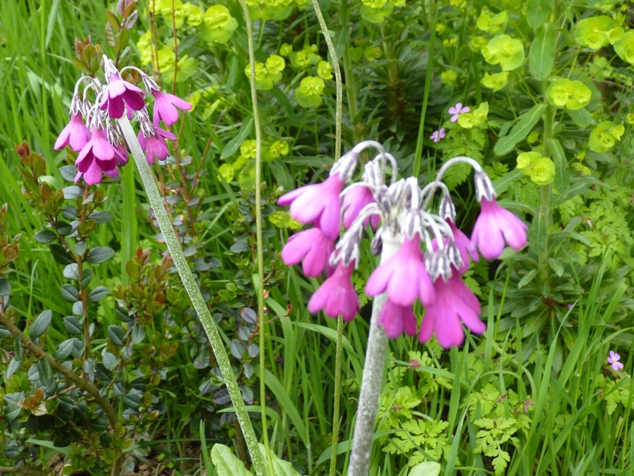 Primula secundiflora