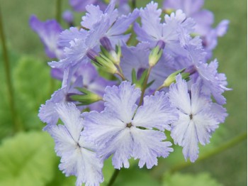 FRILLY BLUE SHADES