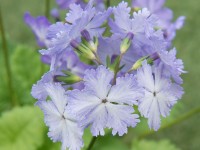 FRILLY BLUE SHADES