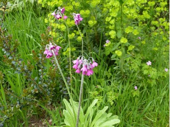 Primula secundiflora