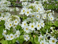 Primula japonica 'Postford White'