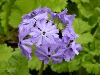 FRILLY BLUE SHADES