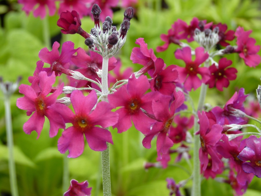 Primula pulverulenta