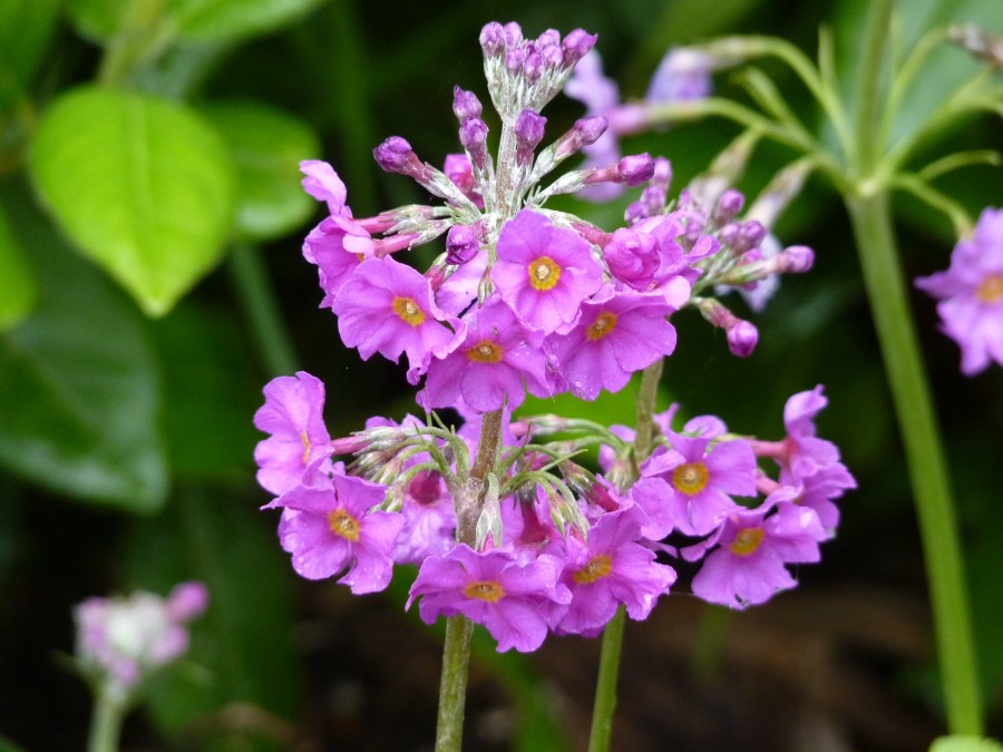 Primula beesiana