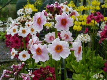 Candelabra primula 'Apple Blossom'