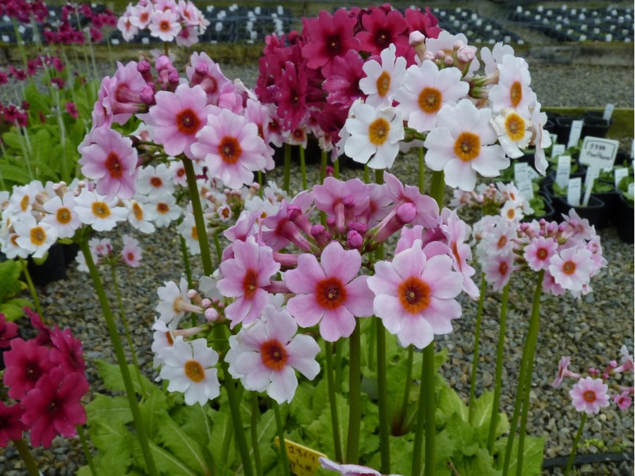 Primula japonica Apple Blossom Group