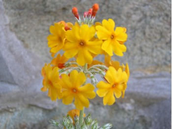 Orange candelabra primula