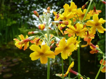 Primula chungensis