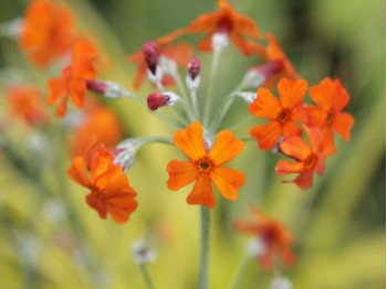 Primevère candélabre orange