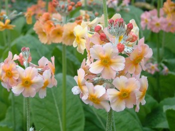 Primevère candélabre 'Oriental Sunrise'