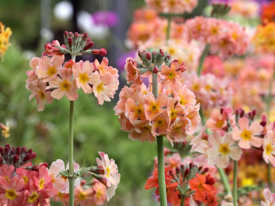 Primula x 'Oriental Sunrise'