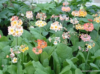 Primula x 'Oriental Sunrise'