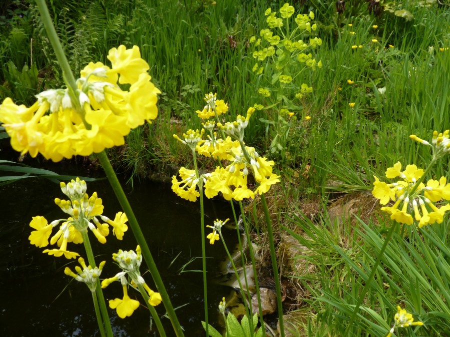 Primula prolifera