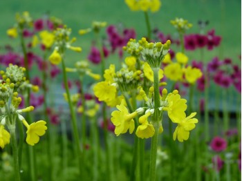 Primevère candélabre jaune