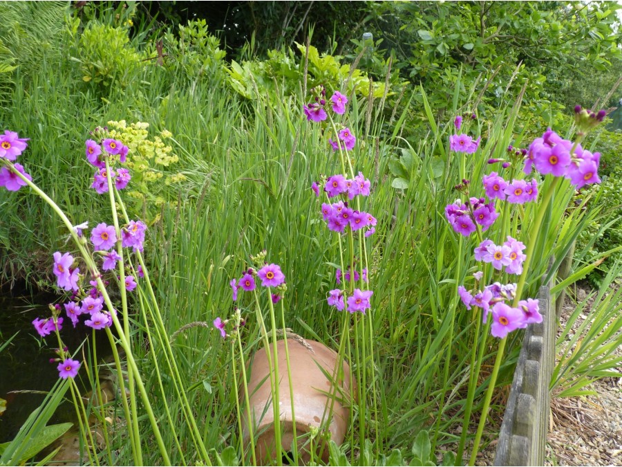 Primula wilsonii