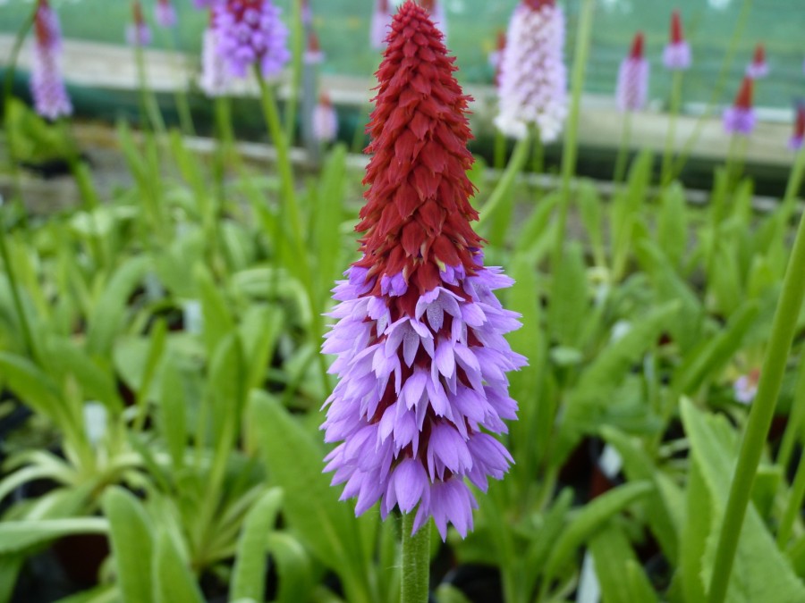 Primula vialii