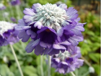 Primula capitata ssp. mooreana