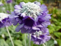 Primula capitata ssp. mooreana