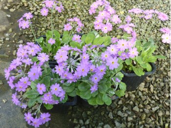 Primula modesta