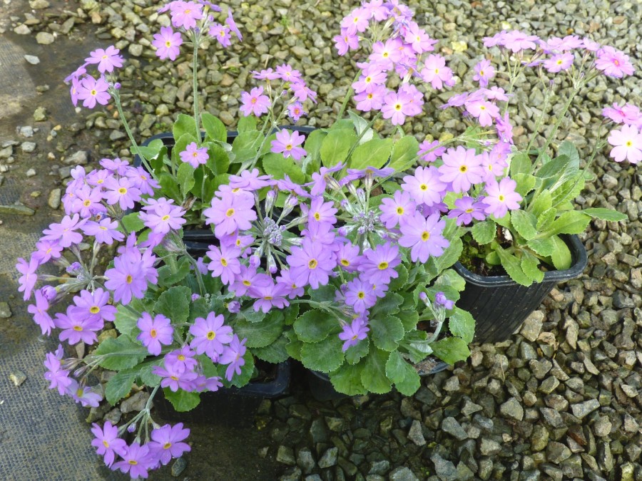 Primula modesta