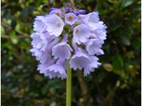 Primula cernua