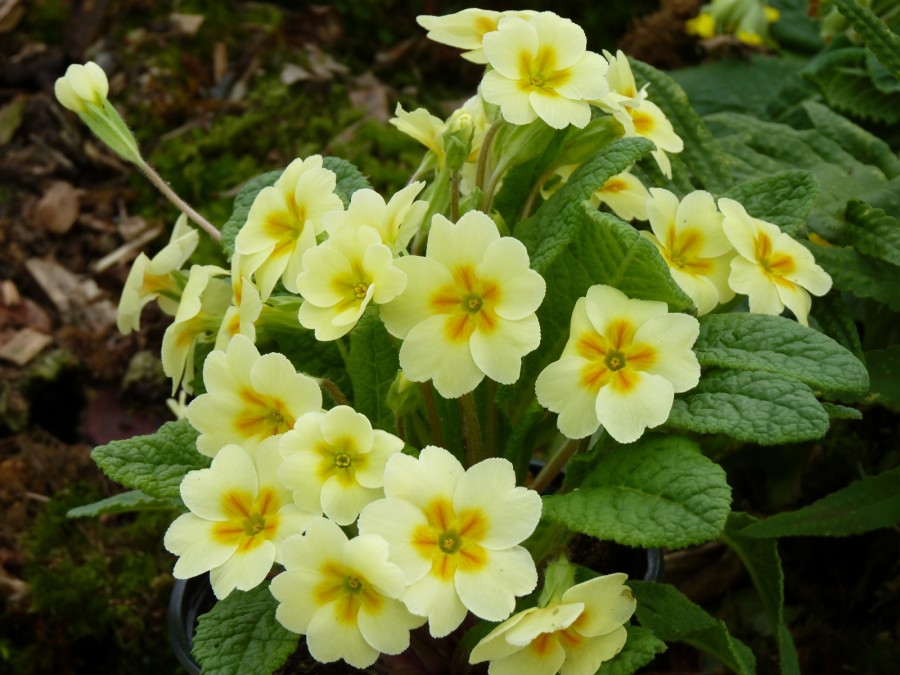 Primula acaulis 'Traditional Yellows'