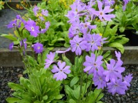 Primula munroi subsp.yargonensis