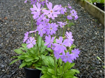 Primula munroi subsp.yargonensis