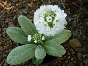 Primula denticulata 'Alba'