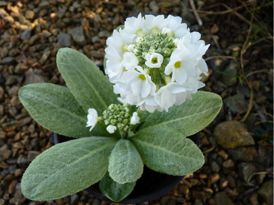 White drumstick primula