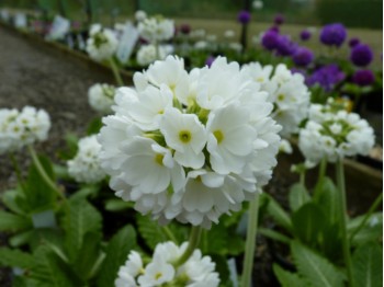 White Primula denticulata