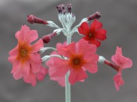 Primula pulverulenta x P. cockburniana