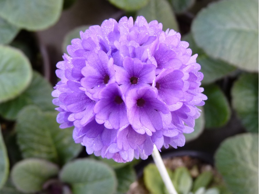 Primula glomerata