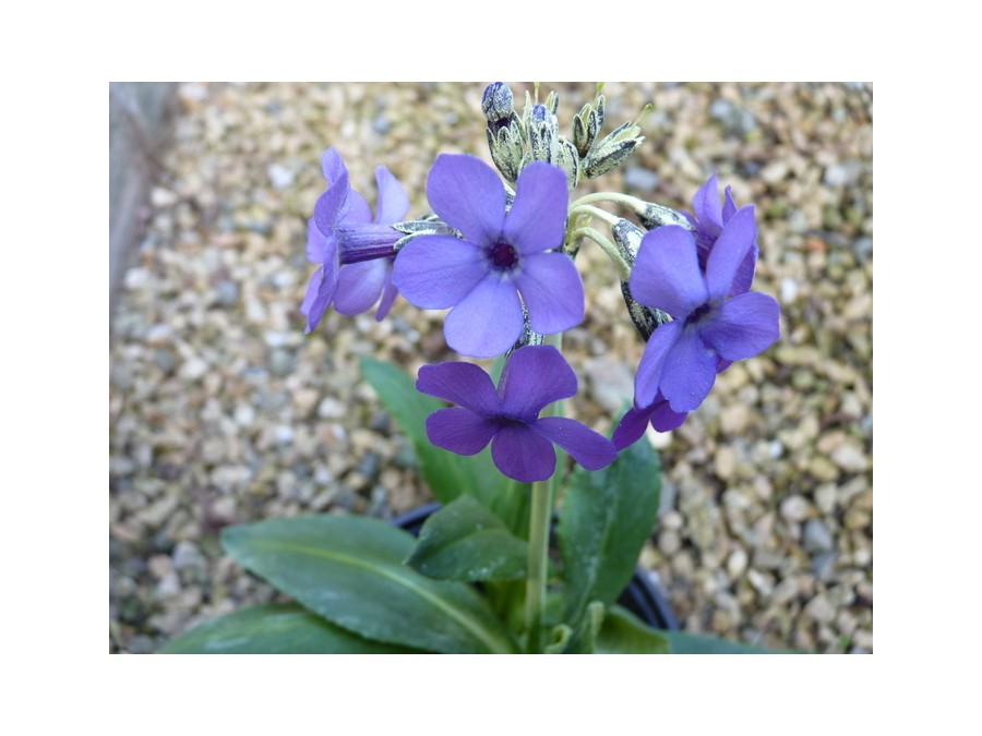 Primula chionantha