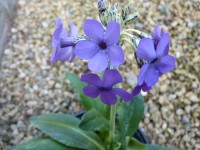 Primula chionantha