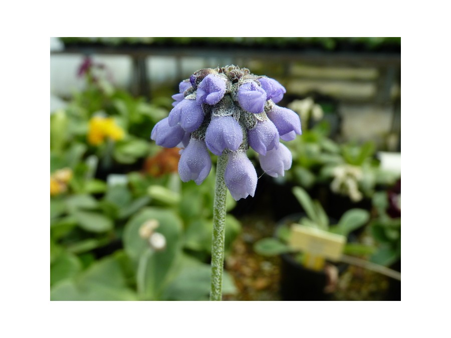 Primula concholoba