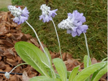 Primula flaccida