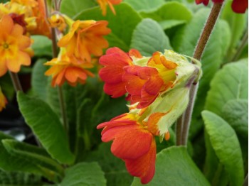 Orange Hose-in-Hose-Schlüsselblume