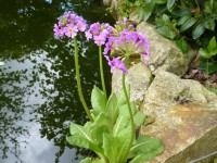 Primula burmanica