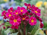 Primula 'Barnhaven Pixies'