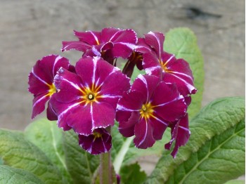 Primevère de jardin 'Barnhaven Pixies'