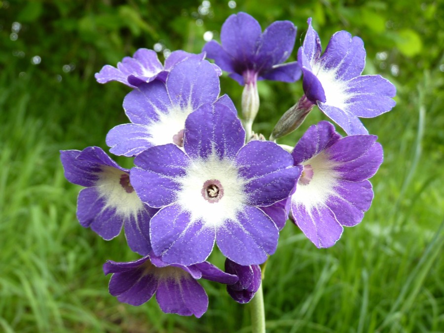 Primula alpicola 'Royal Blue'