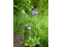 Primula alpicola 'Royal Blue'