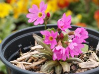 Primula rosea