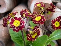 Primula polyanthus Gold-Laced Hose-in-hose