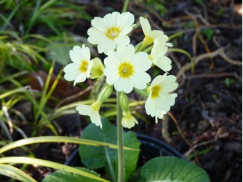 Primula elatior