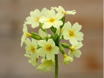 Primula elatior