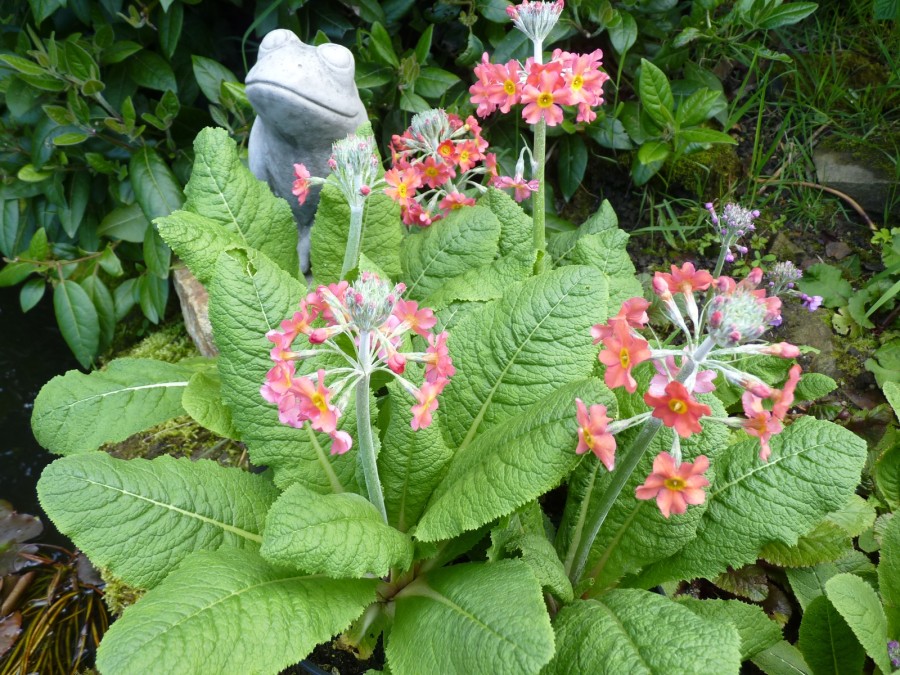 Primula x bulleesiana