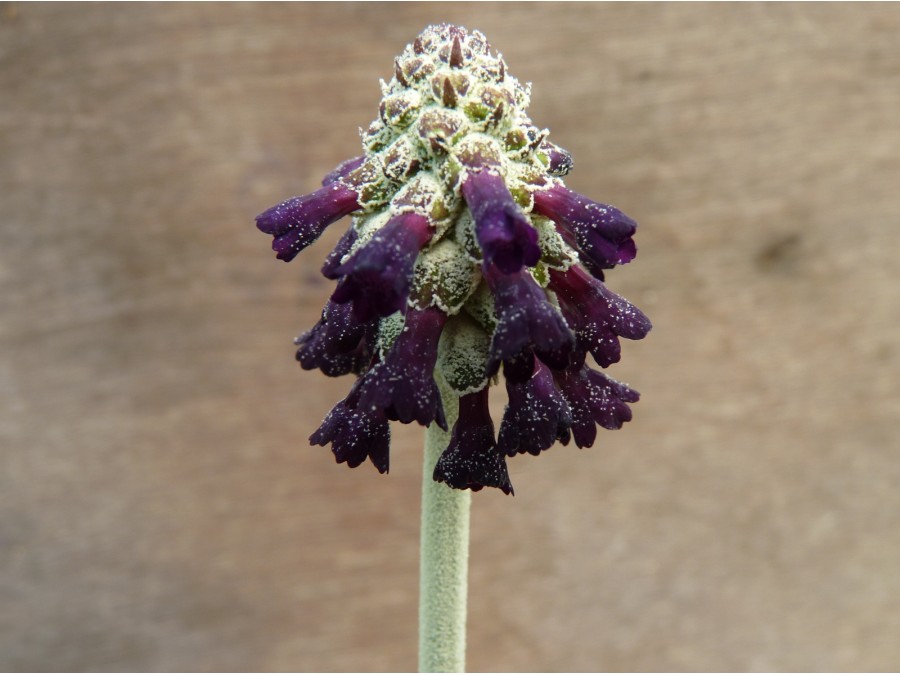 Primula watsonii